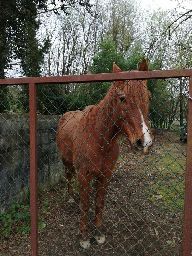 Casa Do Moinho Rural Campo E Praia , 9 Pessoas, Animais Benvindos Espinho  Eksteriør billede