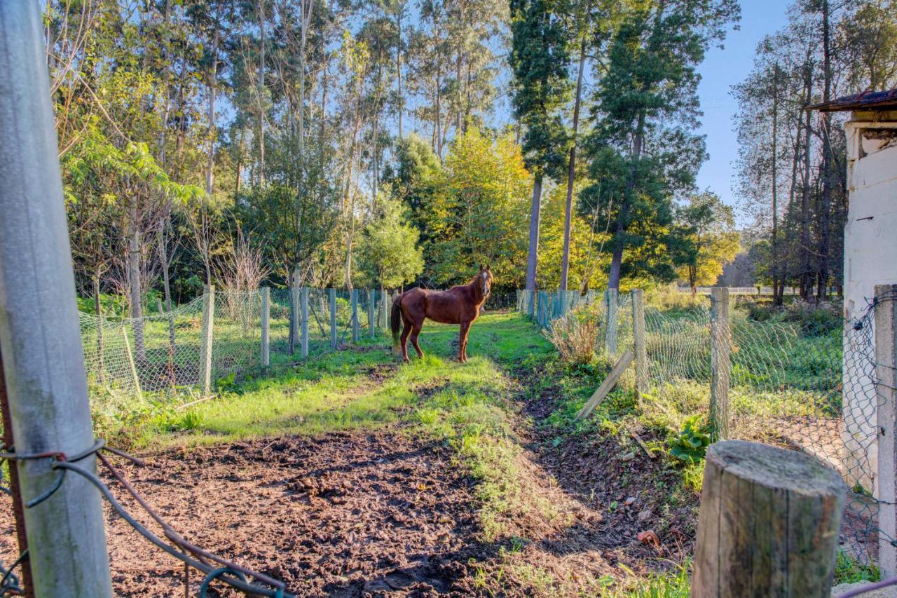 Casa Do Moinho Rural Campo E Praia , 9 Pessoas, Animais Benvindos Espinho  Eksteriør billede