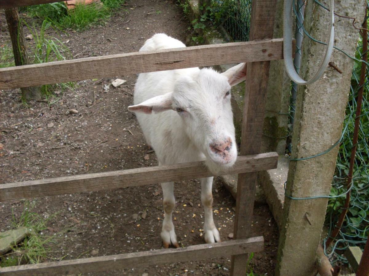 Casa Do Moinho Rural Campo E Praia , 9 Pessoas, Animais Benvindos Espinho  Eksteriør billede